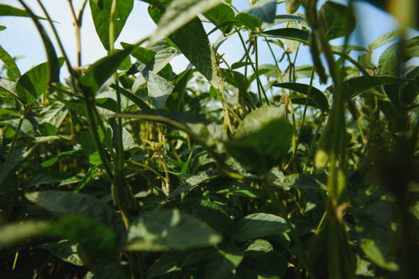 large-open-soybean-field-at-sunset-soybean-field