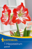 Kiepenkerl Ritterstern Amaryllis Gestreift