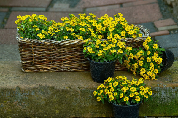 flower-1441841_1920-1