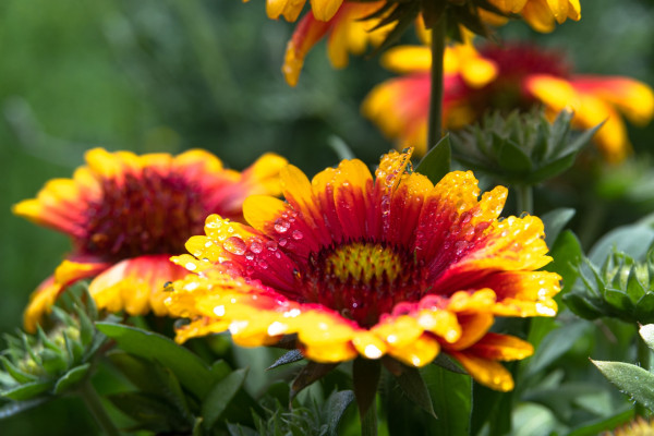 blanket-flower-6212769_1920