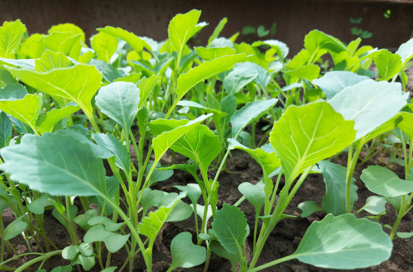 2400-cabbage-seedlings-growing-in-a-greenhouse-vegetable-garden-plant-beds-agricultural-crops-gardening-small-green-leaves-6