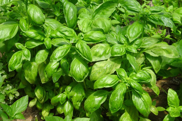 basil-917999_1920