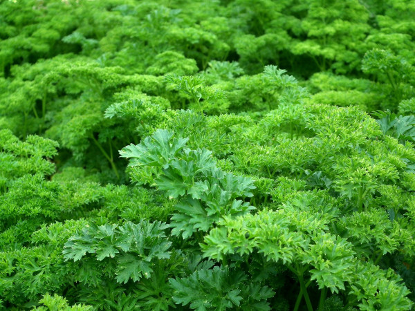 parsley-261039_1920