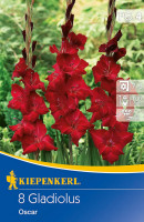 Kiepenkerl Großblumige Gladiole Oskar