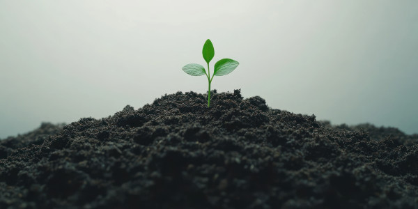 large-young-green-plant-growing-in-fresh-soil-against-gray-background