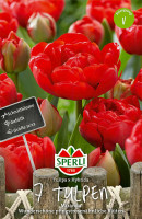Sperli Gefüllte Späte Tulpe Miranda
