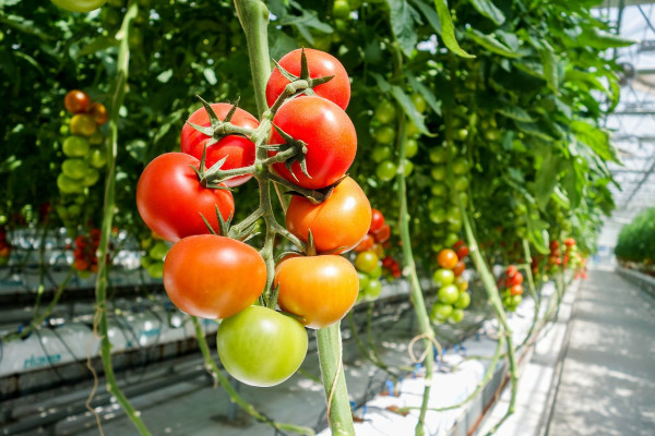 tomato-1310961_1280