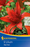 Kiepenkerl Gefüllte Lilie Red Twin