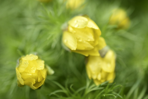 2400-a-perennial-herbaceous-plant-a-species-of-the-genus-adonis-of-the-buttercup-family