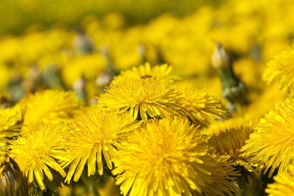 Löwenzahn anbauen GartenLeitfaden Samen.de
