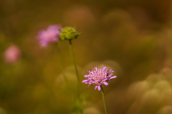 scabious-6574318_1280