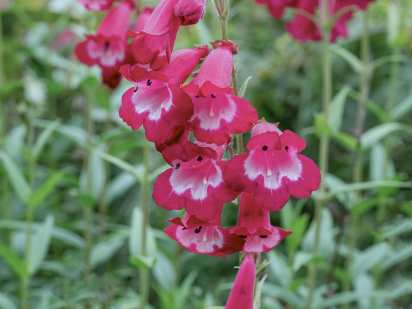 2400-pink-penstemon-flowers-variety-pensham-amelia-jane