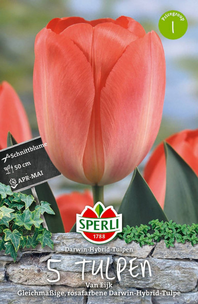 Sperli Darwin-Hybrid Tulpe Van Eijk