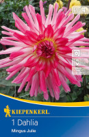 Kiepenkerl Kaktus-Dahlie Mingus Julie