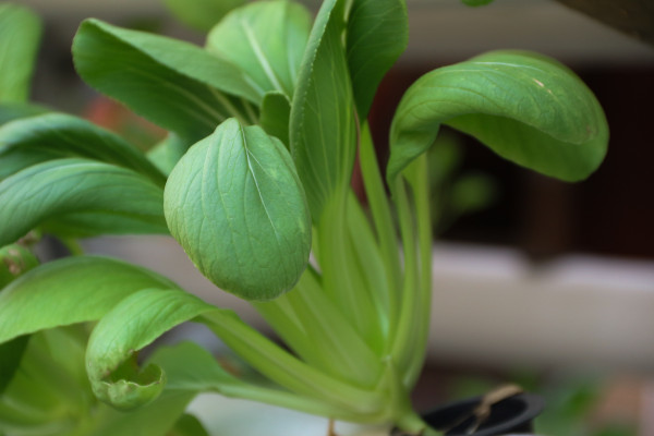 2400-brassica-rapa-subsp-chinensis-or-pakcoy-or-bok-choy-plant-on-a-garden