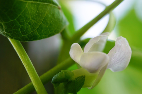 pole-beans-7127932_1920