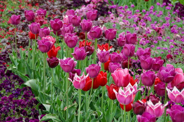 tulips-1405472_1280