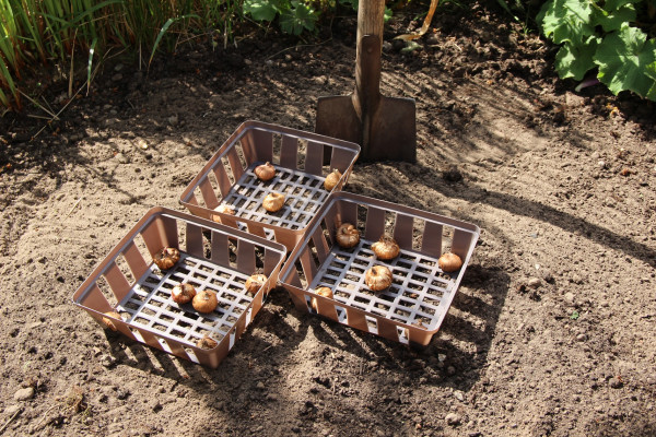 Produktbild von drei Videx Blumenzwiebelschalen aus Kunststoff mit Zwiebeln auf Erdboden im Garten nebeneinander positioniert mit einer Schaufel im Hintergrund.