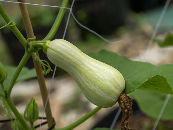 2400-close-up-of-butternut-squash-or-butternut-pumpkin-2