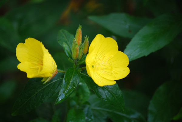 2400-evening-primrose-buds-and-blossoms-in-a-garden