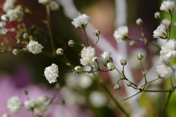 gypsophila-3257415_1920