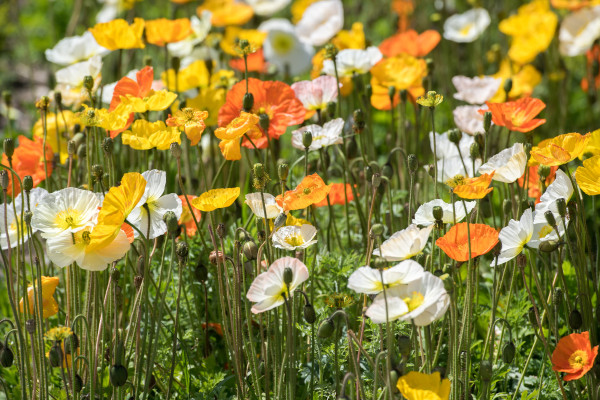 2400-colorful-poppy-field-white-yellow-orange