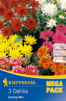 Kiepenkerl Zwerg-Dahlie Mischung