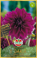 Sperli Dahlie Thomas A. Edison