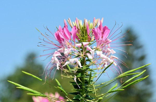 spider-flower-3559184_1920