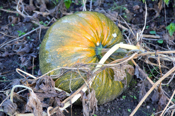 styrian-oil-pumpkin-196050_1280