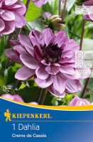 Kiepenkerl Seerosen-Dahlie Creme de Cassis