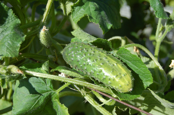 cucumbers-950695_1280