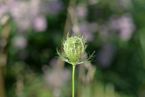 caraway-seeds-1659781_1920-1