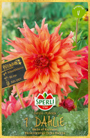 Sperli Dahlie Belle of Barmera