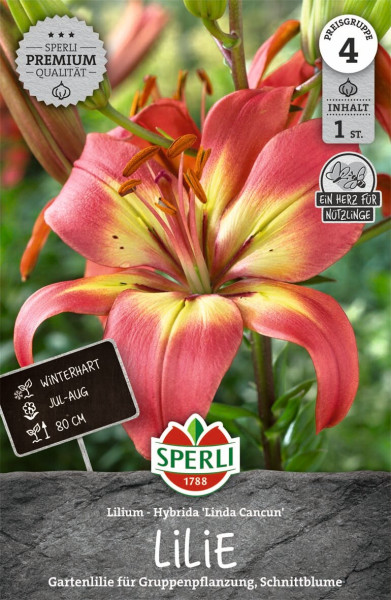 Produktbild von Sperli Lilie Linda Cancun mit Abbildung der roten Blüte, Beschriftung als winterhart und für Juli-August sowie Hinweis auf Gruppenpflanzung und Schnittblume.