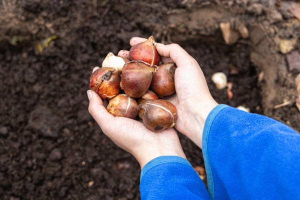 large-hands-holding-tulip-bulbs-before-planting-them-in-the-ground