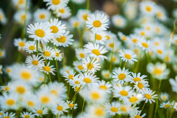 daisies-6286585_1920