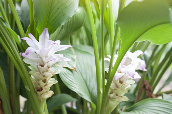 large-flower-of-white-turmeric-or-curcuma-mangga-valeton-zijp-bloom-in-the-garden-is-a-thai-herb