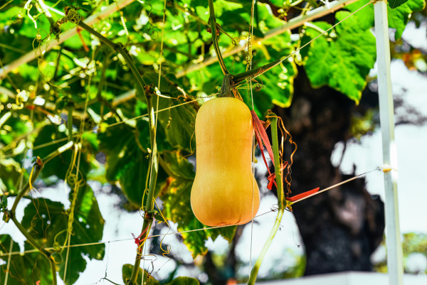 large-butternut-squash-butternut-pumpkin-or-gramma-growing-in-vietnam