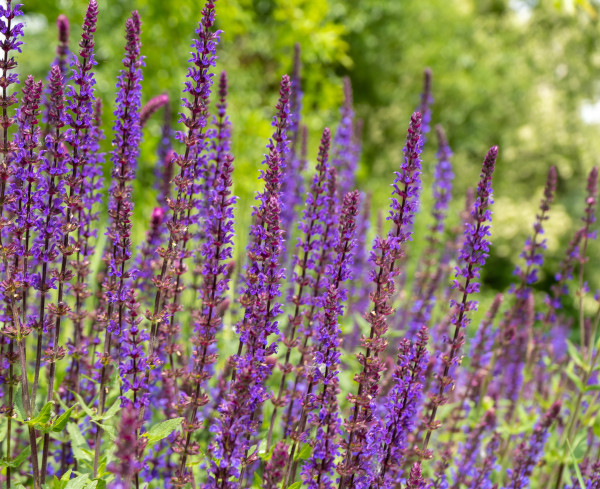 2400-sage-oak-flower-close-up-summer-floral-background-medicinal-plant-in-a-flower-bed-gardening