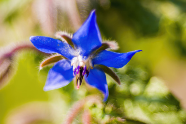 2400-a-soft-flower-blossom-in-a-nature-garden-1