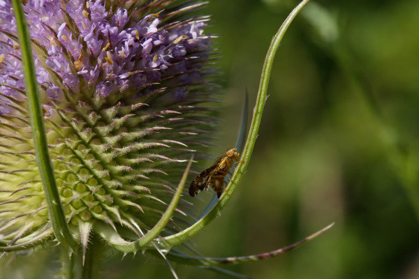 2400-clouded-wormwood-fly