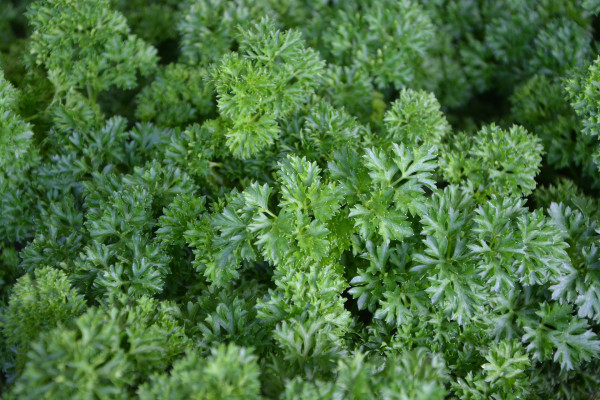 parsley-2689046_1920