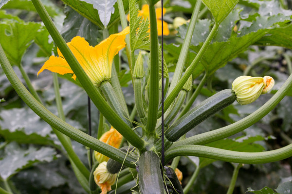 zucchini-1642621_1920-1