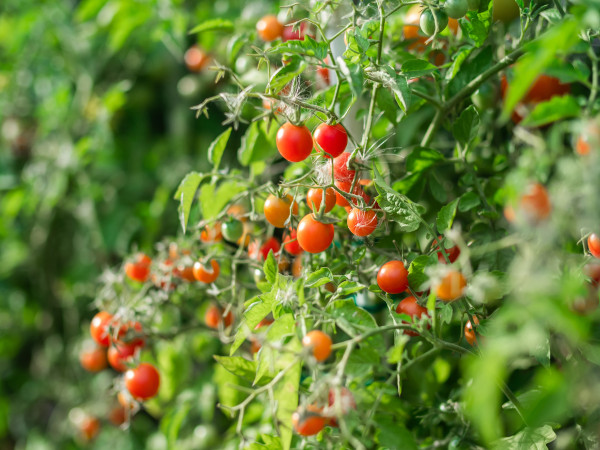 large-ripe-tomato-plant-growing-fresh-bunch-of-red-natural-tomatoes-on-a-branch-in-organic-vegetable-garden