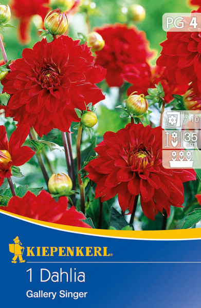 Produktbild von Kiepenkerl Kuebel und Beet Dahlie Gallery Singer mit roten Blueten und Pflegesymbolen.
