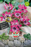 Sperli Wildtulpe Little Beauty