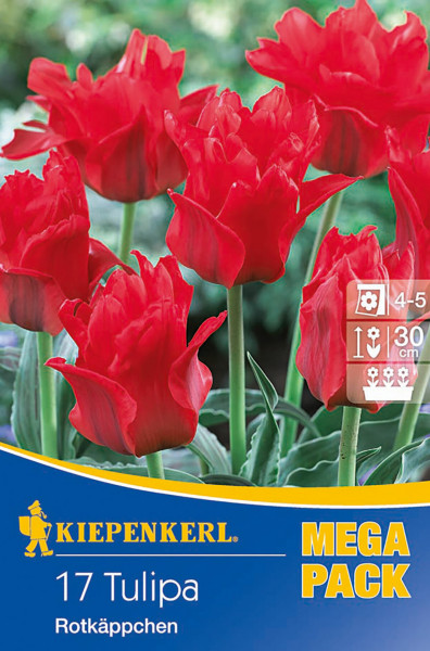 Produktbild von Kiepenkerl Mega-Pack Greigii-Tulpe Rotkäppchen mit Darstellung blühender roter Tulpen und Verpackungsdesign mit Produktinformationen.