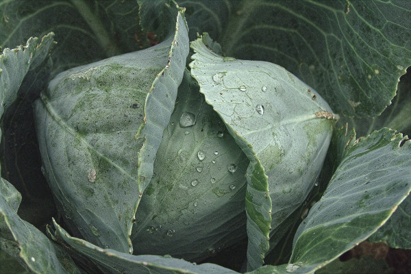 white-cabbage-6571275_1920