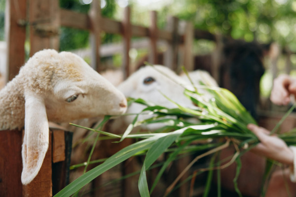 large-a-person-feeding-a-sheep-with-a-piece-of-green-grass-in-front-of-a-wooden-fence